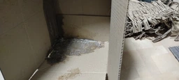 Засiб рiдкий для прання WOOLITE 1,8л д/Кольорових тканин з Кератином фото від покупців 1