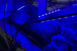 Фитолампа для растений на 4 ветки светодиодная LED с таймером USB 20Вт, настольная лампа для роста и цветения, комнатных и тепличных растений с клипсой-зажимом и USB питанием, красный, фиолетовый и синий свет Черная LP-418 фото от покупателей 13