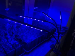 Фитолампа для растений на 4 ветки светодиодная LED с таймером USB 20Вт, настольная лампа для роста и цветения, комнатных и тепличных растений с клипсой-зажимом и USB питанием, красный, фиолетовый и синий свет Черная LP-418 фото от покупателей 12