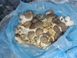 Мицелий Вешенки зерновой К 17 упаковка 1 кг