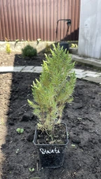 Ялівець китайський "Stricta" горшок 0,5л.