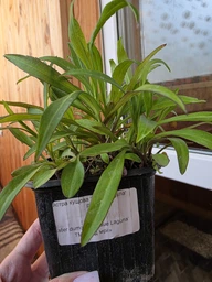 Айстра кущова 'Blaue Laguna'. Контейнер 0,5л