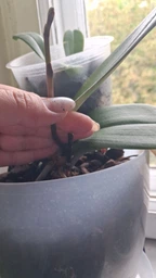 Субстрат кора пінії для орхідей Royal Mix 3 л фото від покупців 3
