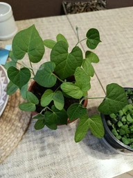 Семена крупнолистной ипомеи батат, микс сортов, 5 шт