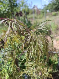 Японский клен Japanese maple, acer palmatum Inaba-shidare, 60-80см, объем горшка 3л фото от покупателей 2