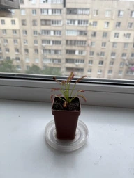 Рослина Росянка Капська Capensis в горщику