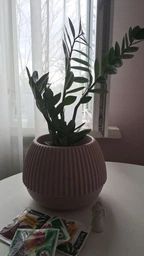 Zamio Zamiifolia Замиокулькас замиофолия14см горшок, 60см высота