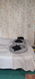Лежак для кошек и собак Природа Gray 50 х 50 х 10 см (4823082443031)