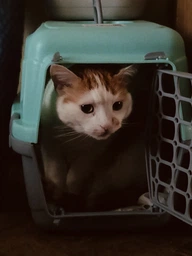 Переноска для кошек и собак Animall CNR-102 48.5х32.5х32.5 см Серо-мятная (2000981202453) фото от покупателей 5