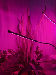 Фитолампа для растений на 4 ветки светодиодная LED с таймером USB 20Вт, настольная лампа для роста и цветения, комнатных и тепличных растений с клипсой-зажимом и USB питанием, красный, фиолетовый и синий свет Черная LP-418 фото от покупателей 1