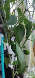 Насіння перцю Чорна кобра (Black Cobra Chili Pepper)
