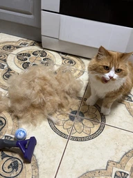 Фурминатор для котов с длинной шерстью FURminator размер L (691662) (4048422141280)