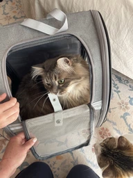 Рюкзак-переноска для кошек и собак 41х28х35 CosmoPet CP-42 Gray фото от покупателей 3