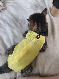 Одяг для котів після операції Holley Light Green M фото от покупателей 4