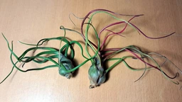 Tillandsia bulbosa (Тилландсия луковицеобразная). фото от покупателей 2