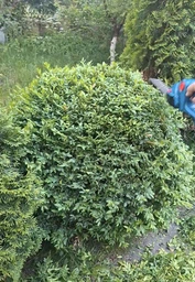 Аккумуляторний кущоріз ножниці садовий гілкоріз електричний триммер Garden + 2 аккумулятора в комплекті фото від покупців 3