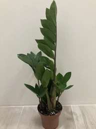 Заміокулькас (Zamioculcas, Доларове дерево), висота 30 - 40см, 12" горщик (RG145)