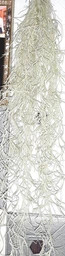 Тиландсия атмосферная уснеподобная (Tillandsia usneoides), Луизианский мох фото от покупателей 1