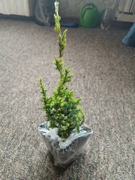 Саженцы Можжевельника чешуйчатого Дрим Джой (Juniperus squamata Dream Joy) Р9