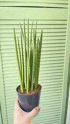 Растение Сансевьера цилиндрическая Sansevieria cylindrica фото от покупателей 2
