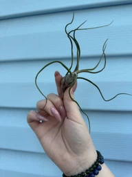 Tillandsia bulbosa (Тилландсия луковицеобразная).