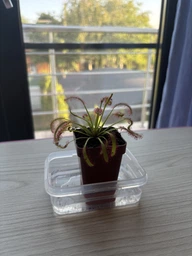 Рослина Росянка Капська Capensis в горщику