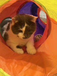 Тунель для котів, іграшка тунель для котів вигнутий з двома додатковими отворами 123 х 25 см фото від покупців 2