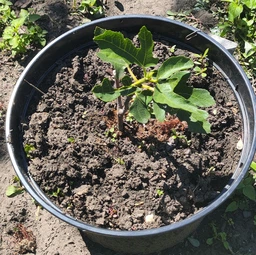 Саджанці інжиру Київський великоплідний (large-fruited) - ремонтантний, самоплідний, великоплідний
