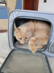 Сумка переноска для кошки кота собаки домашних животных до 8 кг 48х26х30 см крепление на чемодан с ремешком на плечо серая (002313) фото от покупателей 3