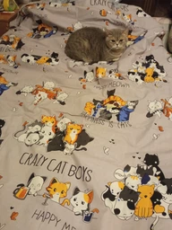 Підковдра Бязь Crazy Cat 200*220 см Сірий
