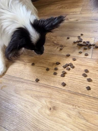 Гипоаллергенный сухой корм для собак маленьких пород Happy Pet с индейкой и лососем 5 кг фото от покупателей 1