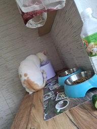 Поїлка для котів автоматична автопоїлка питний фонтан для котів кішок собак фонтанчик для домашніх тварин напувалка з фільтром універсальна циркуляційна з підсвіткою безшумна 3 л OnePro Біла 74069 фото від покупців 11