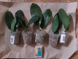 Орхідея (неквітучий підліток) TopDreams Phal N1202 / 9975 Green World 'Saneskin', квіти воскові 8 см, 1.7 (мох)