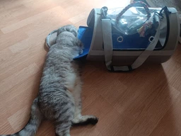 Сумка переноска для кота кошки котенка собаки домашних животных до 8 кг прозрачная с ремешком на плечо кошачьи сумки для переноски котов кошек собак котят серая 45×28×28 см (002294) фото от покупателей 2