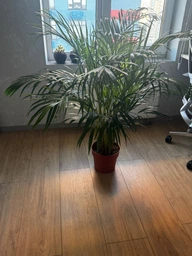 Палма Dypsis lutescens фото від покупців 1