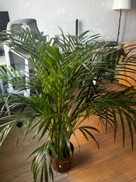 Палма Dypsis lutescens