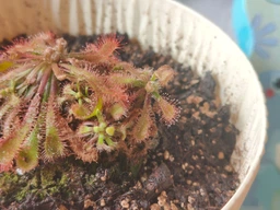 Росянка лопатчатая Drosera spatulata фото от покупателей 2