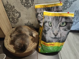 Сухий корм Josera SensiCat для котів з чутливим травленням 2 кг (4032254749226)