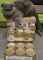 Вологий корм для котів Gourmet Gold, паштет з тунцем, 12 шт. по 85 г