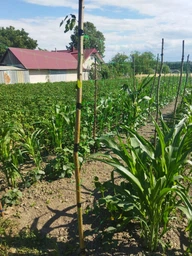 Сетка 1.7 х 50 м Огуречная AgroStar шпалерная для подвязки огурцов