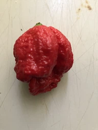 Семена перца Каролина Рипер (Carolina Reaper) красный (red)