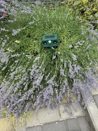 Відлякувач ультразвуковий кротів і птахів змій гризунів Solar Animal Repellent 01 на сонячній батареї + стробоскоп фото від покупців 12