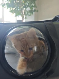 Сумка переноска для кота кошки собаки домашних животных до 8 кг с окошком иллюминатором и ремешком на плечо кошачьи сумки для переноски котов кошек маленьких собак котенка серая (002166) фото от покупателей 1