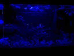 LED светильник на присосках для аквариума Xilong Т4-50E Light Blue 4.5W ,470 мм