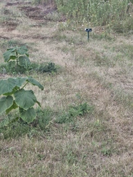 Відлякувач ультразвуковий кротів і птахів змій гризунів Solar Animal Repellent 01 на сонячній батареї + стробоскоп фото від покупців 9