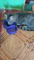 Упаковка сухого корма для стерилизованных кошек Purina Friskies Sterilized с лососем и овощами 270 г x 10 шт. (8445291762794) фото от покупателей 1