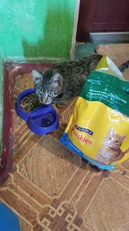 Упаковка сухого корма для стерилизованных кошек Purina Friskies Sterilized с лососем и овощами 270 г x 10 шт. (8445291762794)