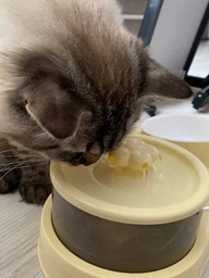 Поїлка фонтан для котів собак тварин автоматична з кормушкою 2 в 1 автопоїлка електропоїлка питна диспенсер миска для води та корму подвійна компактна портативна циркуляційна фонтанчик з циркуляцією та зоною годування пластикова Hechpro АН6010 фото від покупців 7