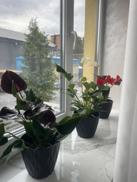 Растение в горшке Anthu Black Love Антуриум