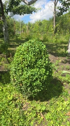 Аккумуляторный кусторез ножницы садовый веткорез электрический триммер Garden + 2 аккумулятора в комплекте